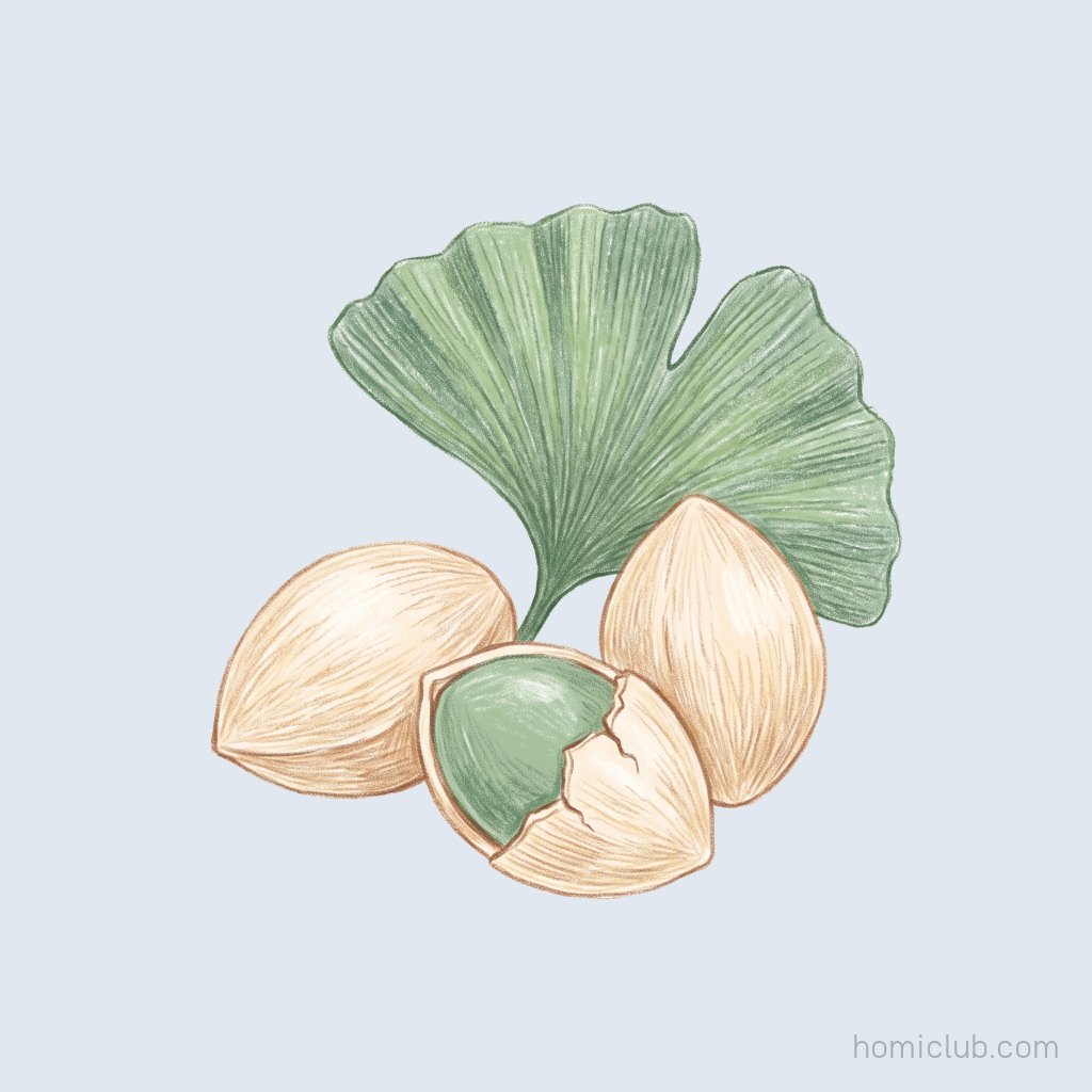 Ginkgo Nut