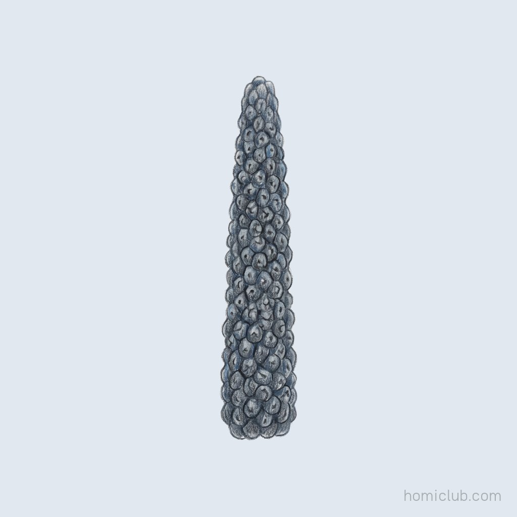 Long pepper