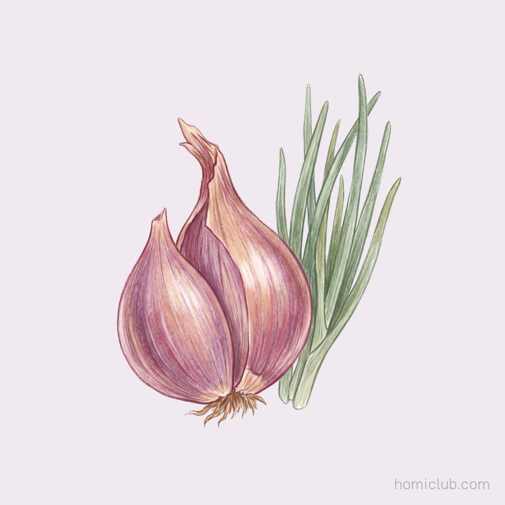 Shallot